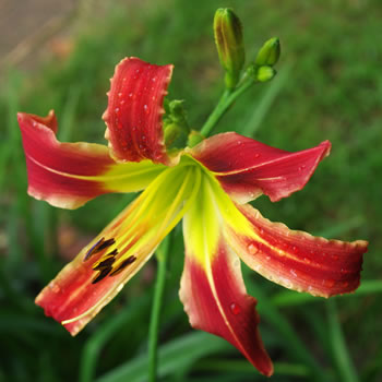 Hemerocallis Complicated